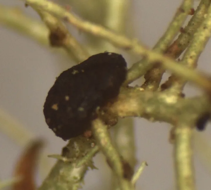 Foto yang diasosiasikan dengan Biatoropsis usnearum pada iNaturalist
