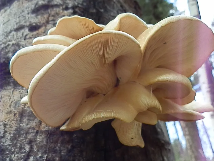 Foto yang diasosiasikan dengan Pleurotus populinus pada iNaturalist