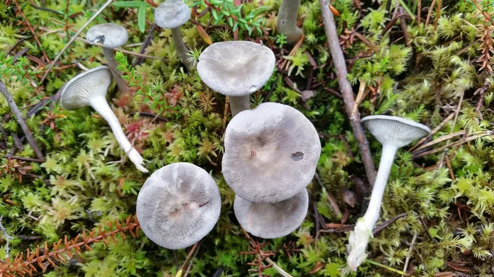 Foto yang diasosiasikan dengan Cantharellula umbonata pada iNaturalist