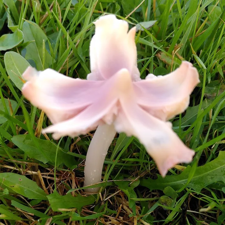 Foto yang diasosiasikan dengan Porpolomopsis calyptriformis pada iNaturalist