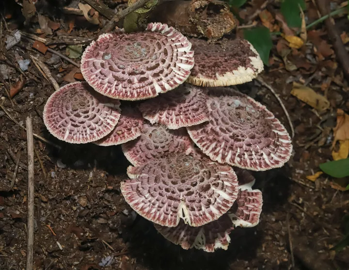 Foto yang diasosiasikan dengan Leucoagaricus gongylophorus pada iNaturalist