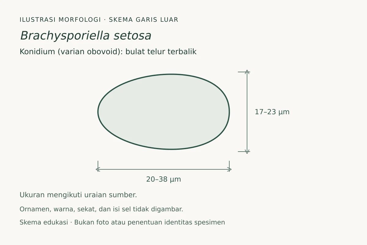 Skema garis luar konidium (varian obovoid) Brachysporiella setosa: bulat telur terbalik, ukuran 20–38 × 17–23 µm