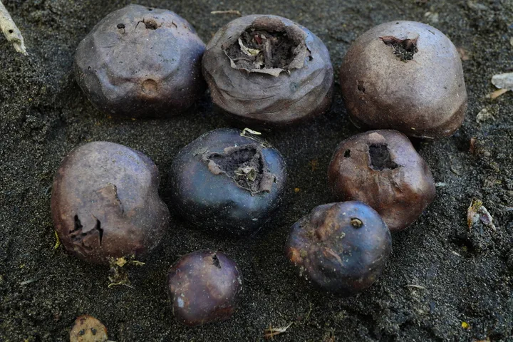 Foto yang diasosiasikan dengan Abstoma purpureum pada iNaturalist