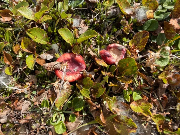 Foto yang diasosiasikan dengan Russula nana pada iNaturalist