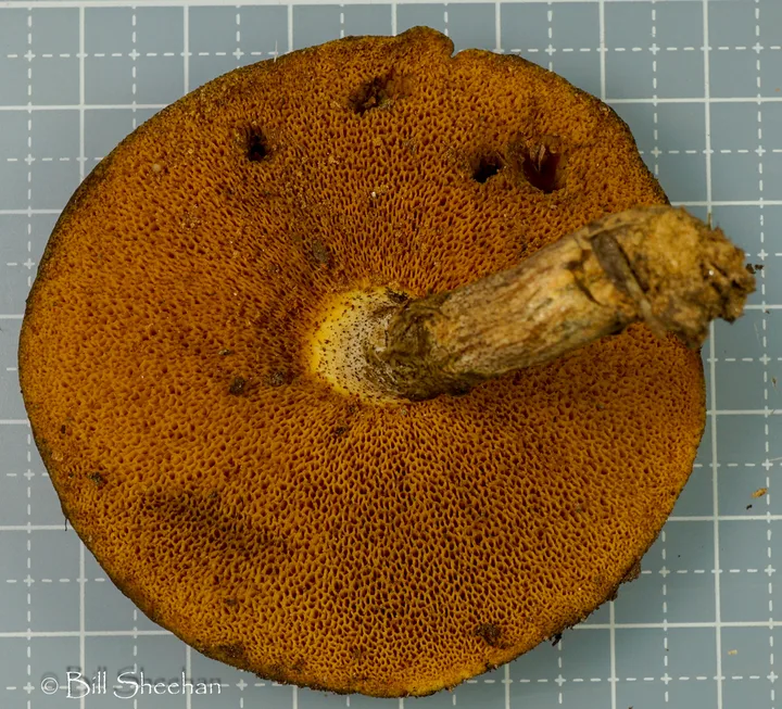Foto yang diasosiasikan dengan Suillus cothurnatus pada iNaturalist