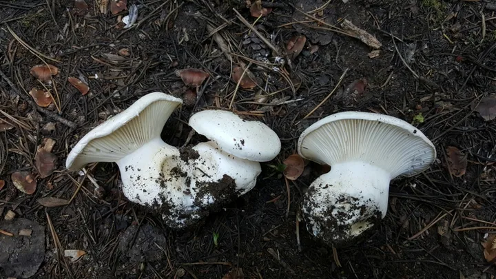 Foto yang diasosiasikan dengan Hygrophorus subalpinus pada iNaturalist