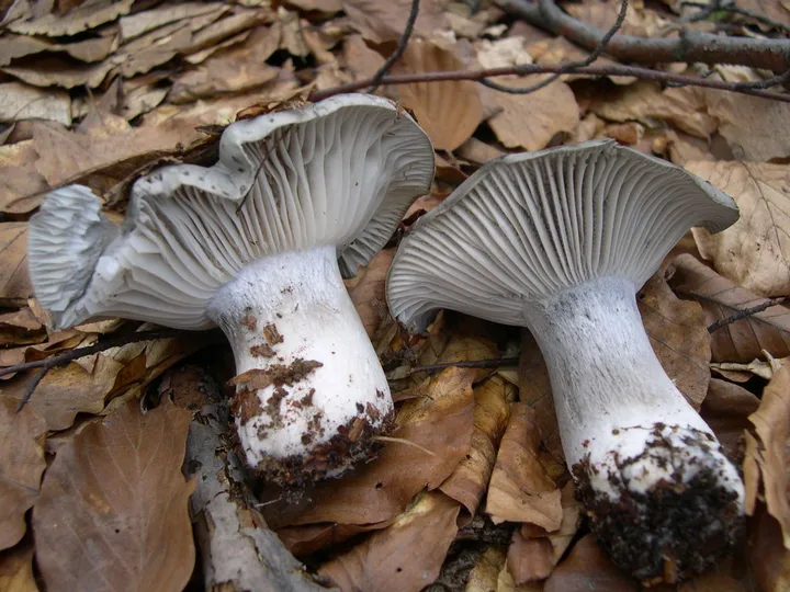 Foto yang diasosiasikan dengan Hygrophorus marzuolus pada iNaturalist