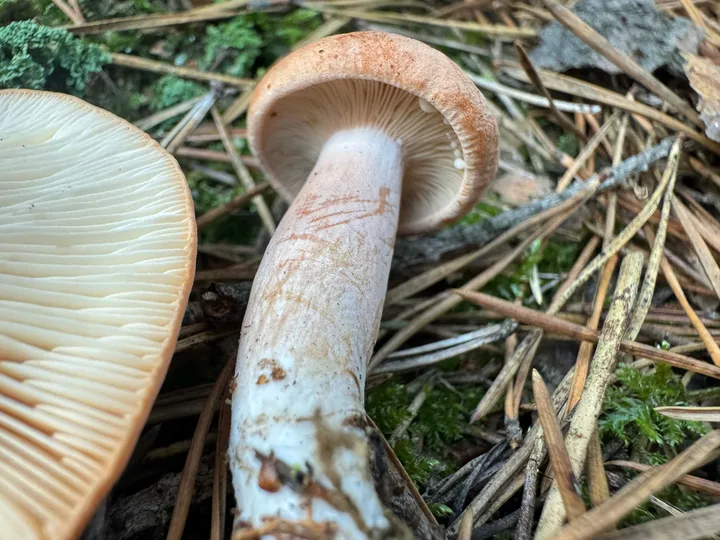 Foto yang diasosiasikan dengan Lactarius rufus pada iNaturalist