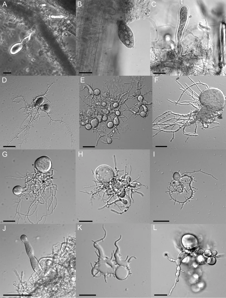Pelat ilmiah Liebetanzomyces polymorphus menurut sumber