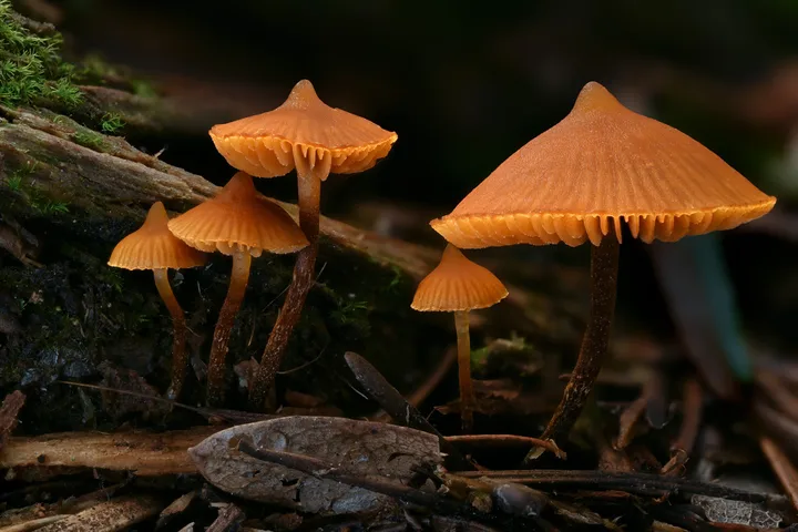 Foto yang diasosiasikan dengan Galerina triscopa pada iNaturalist