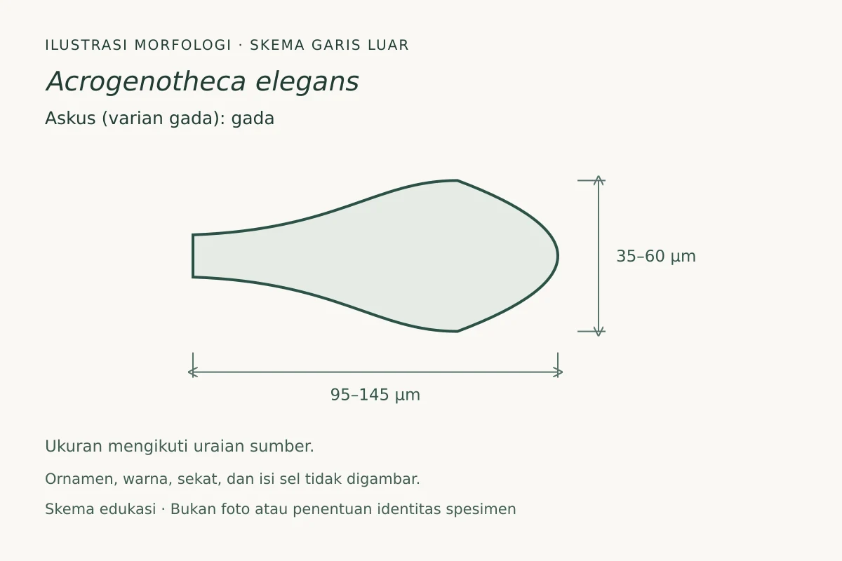 Skema garis luar askus (varian gada) Acrogenotheca elegans: gada, ukuran 95–145 × 35–60 µm