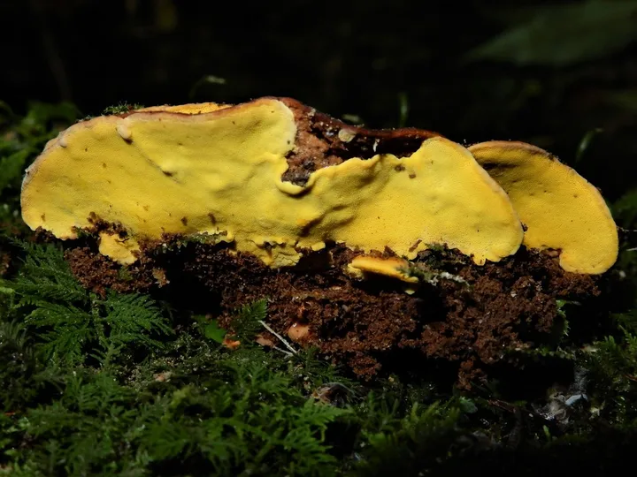 Foto yang diasosiasikan dengan Flaviporus brownii pada iNaturalist