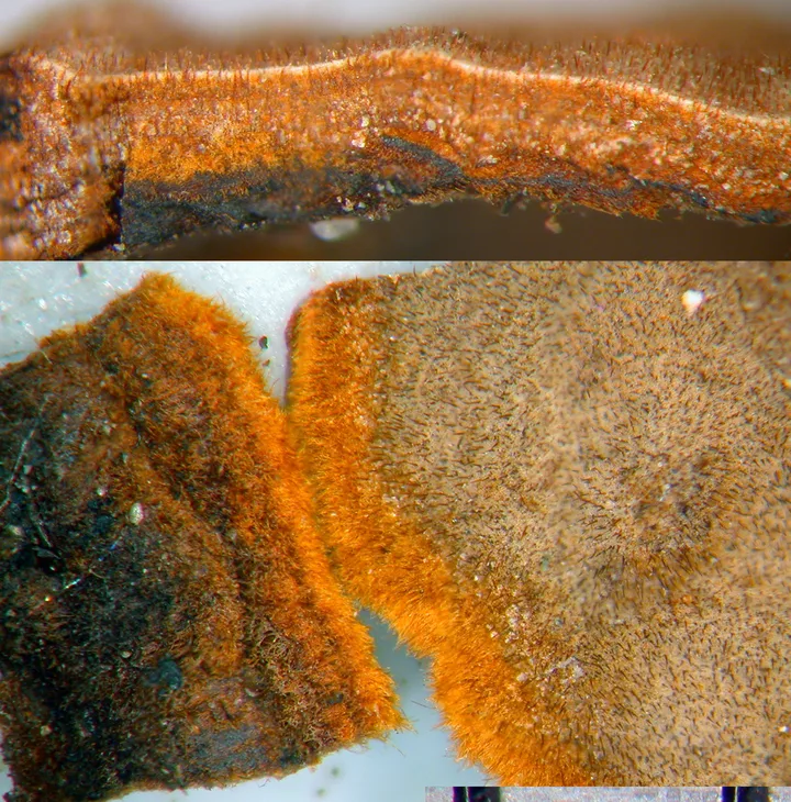 Foto yang diasosiasikan dengan Hymenochaete cinnamomea pada iNaturalist