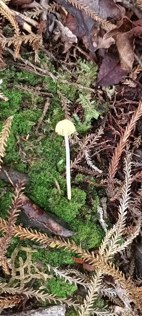 Foto yang diasosiasikan dengan Gliophorus pallidus pada iNaturalist