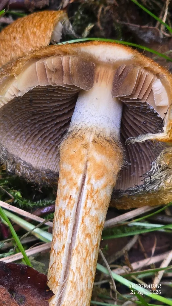 Foto yang diasosiasikan dengan Lacrymaria pyrotricha pada iNaturalist