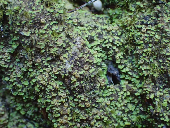 Foto yang diasosiasikan dengan Psoroma asperellum pada iNaturalist
