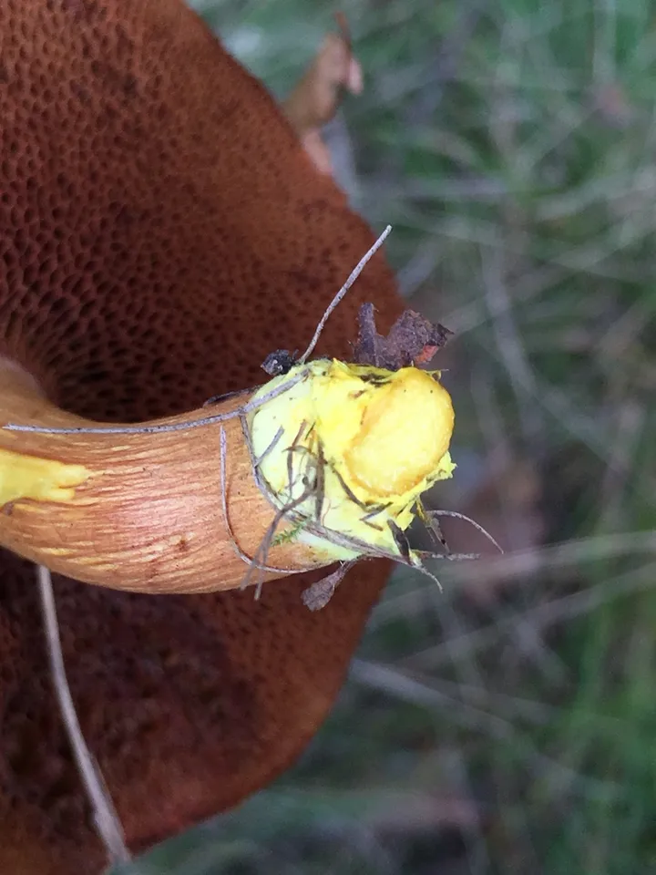 Foto yang diasosiasikan dengan Chalciporus piperatus pada iNaturalist