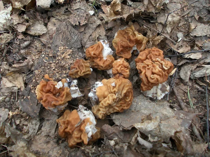 Foto yang diasosiasikan dengan Discina gigas pada iNaturalist