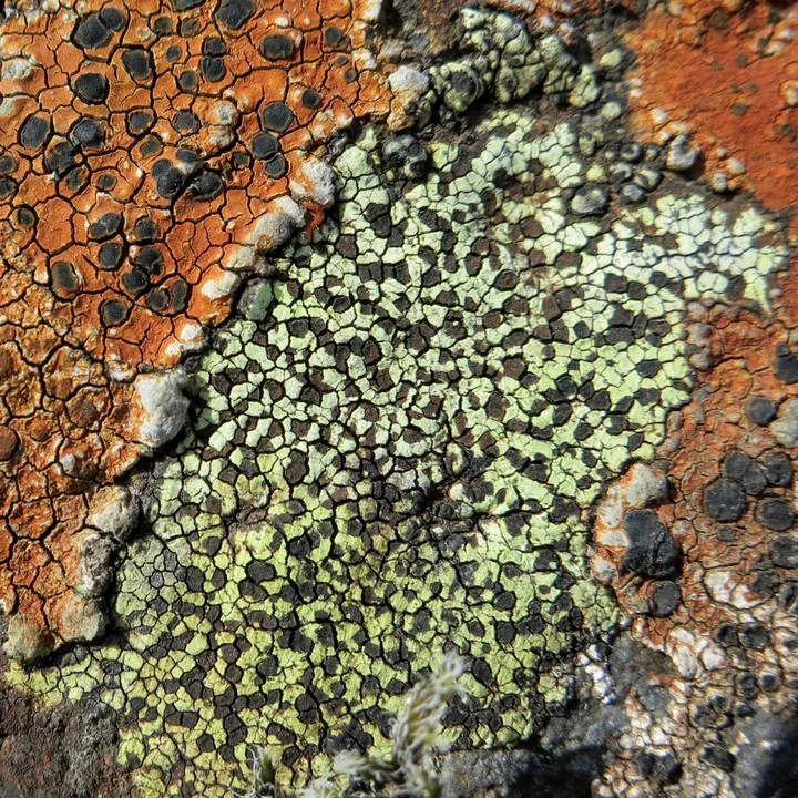 Foto yang diasosiasikan dengan Rhizocarpon geographicum pada iNaturalist