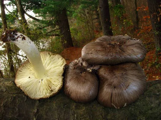 Foto yang diasosiasikan dengan Tricholoma portentosum pada iNaturalist
