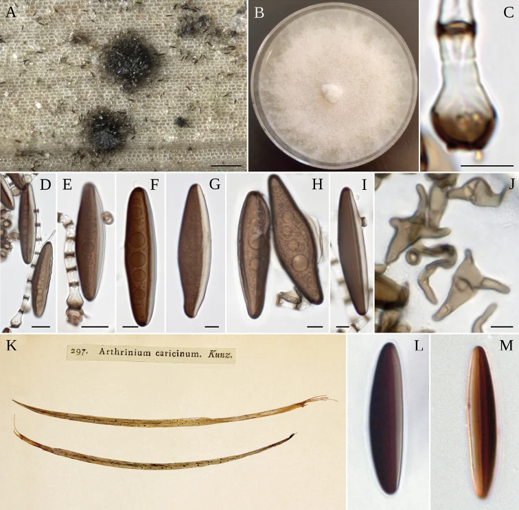 Pelat ilmiah Arthrinium caricicola menurut sumber