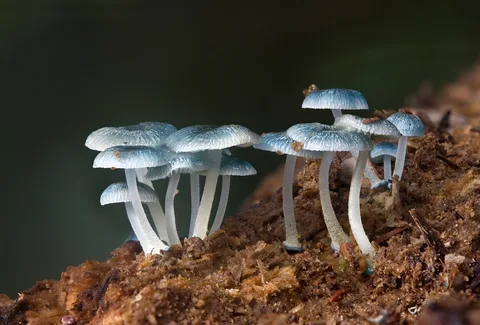 Tubuh buah Mycena interrupta, difoto di Myrtle Forest, Collinsvale, Tasmania, 11 Mei 2010. Identifikasi mengikuti caption pembuat gambar.