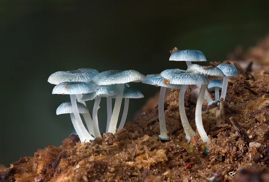 Tubuh buah Mycena interrupta, difoto di Myrtle Forest, Collinsvale, Tasmania, 11 Mei 2010. Identifikasi mengikuti caption pembuat gambar.