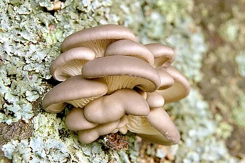 Kelompok tubuh buah Pleurotus ostreatus pada kayu; foto James Lindsey.