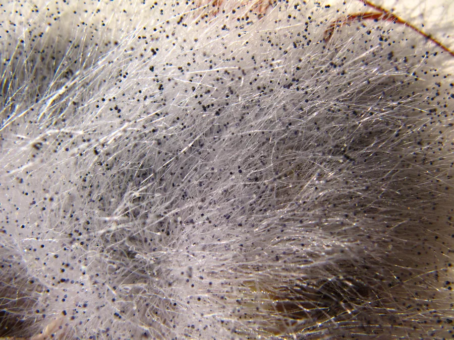 Foto makro koloni yang diberi identitas Rhizopus stolonifer oleh WDKeeper, 14 Januari 2012. Detail kultur dan identitas strain tidak tersedia pada record ini.