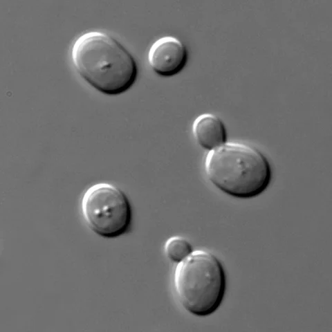 Sel Saccharomyces cerevisiae melalui mikroskopi DIC, Januari 2010. Medium sintetis lengkap, suhu ruang, objektif imersi 100×; kondisi pada pengamatan ini tidak digeneralisasi ke seluruh spesies.