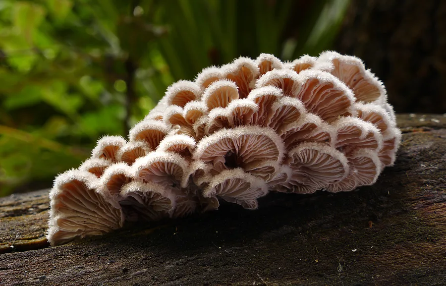 Tubuh buah yang diberi identitas Schizophyllum commune oleh Bernard Spragg. NZ, 14 Maret 2017. Foto tidak membedakan anggota kriptik kompleks spesies tanpa bukti tambahan.