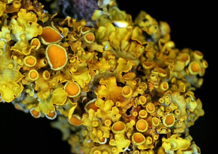 Talus Xanthoria parietina, difoto di Ulm, Jerman selatan. Identifikasi mengikuti record media oleh Holger Krisp.